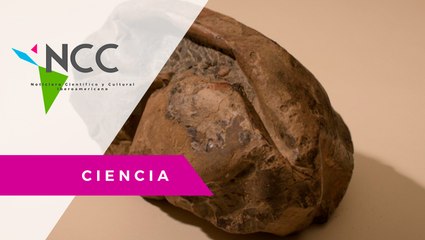 En Chi­le, des­cu­bren un hue­vo de di­no­sau­rio de 66 mi­llo­nes de años de an­ti­güe­dad