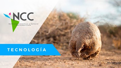 Jus­ti­cia para el pan­go­lín; Chi­na deja de con­si­de­rar como “me­di­ci­nal” sus es­ca­mas