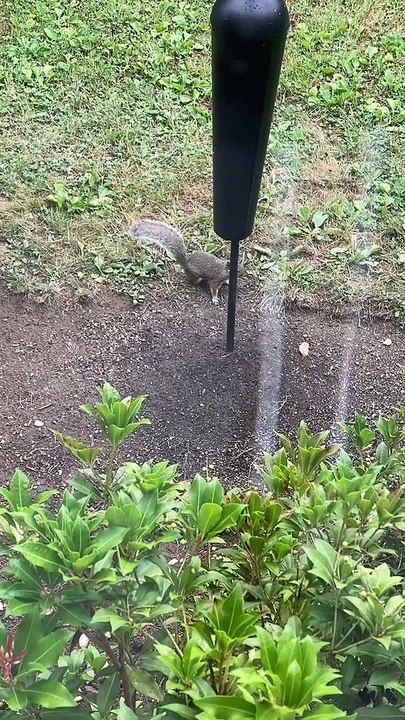 Squirrel Studies Bird Feeder to Sneak a Snack