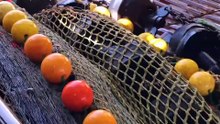Fishing and Processing on a Freezing Trawler