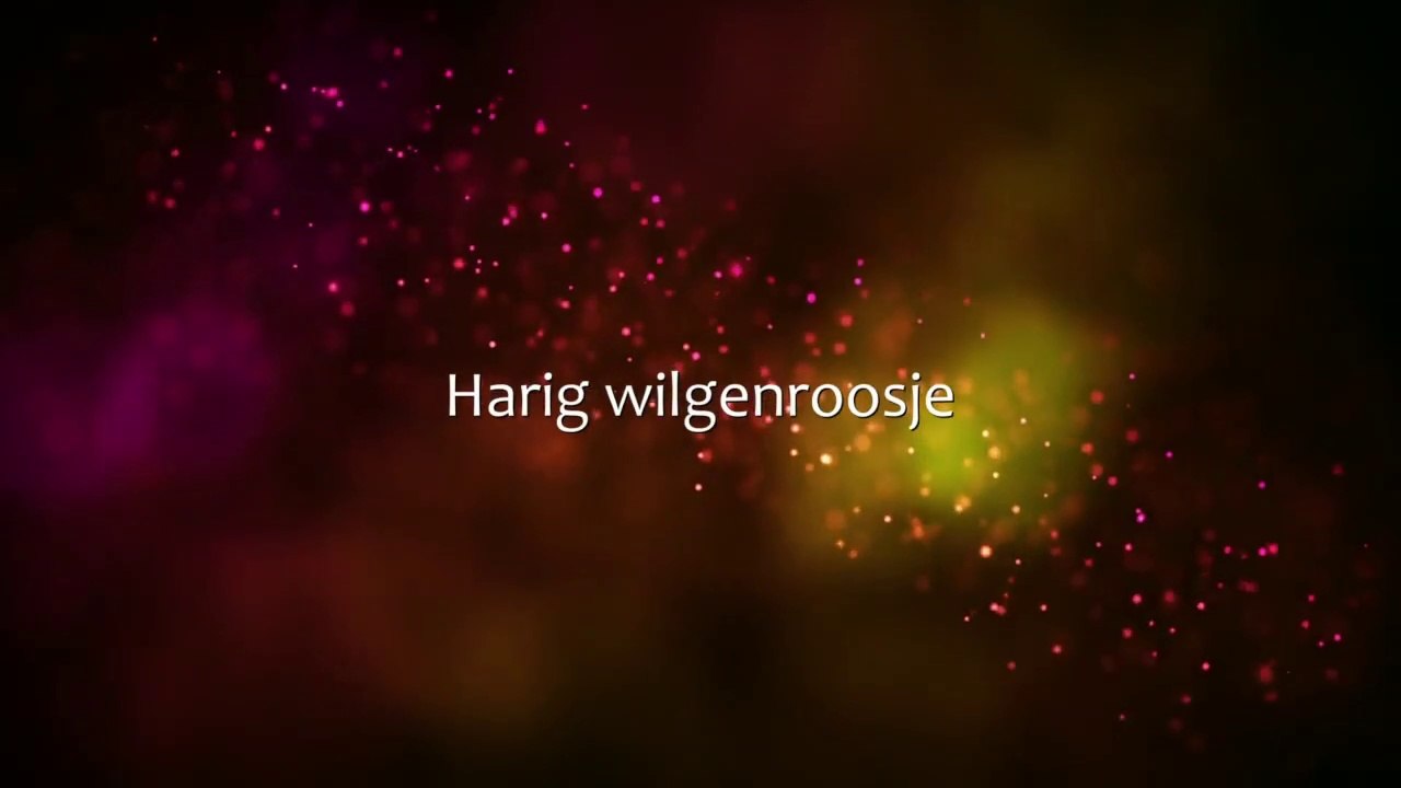 Harig wilgenroosje