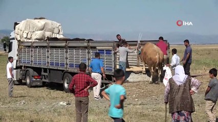 Doğu’dan batıya kurbanlık sevkıyatı