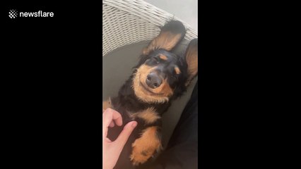 This smiling dachshund loves a good belly scratch