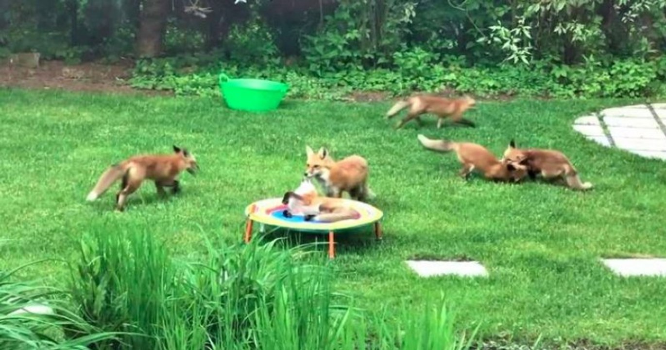 Une famille de sept renards s'est invitée dans le jardin d'une famille
