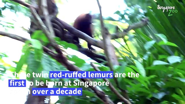 Rare red-ruffed lemur twins born at Singapore zoo