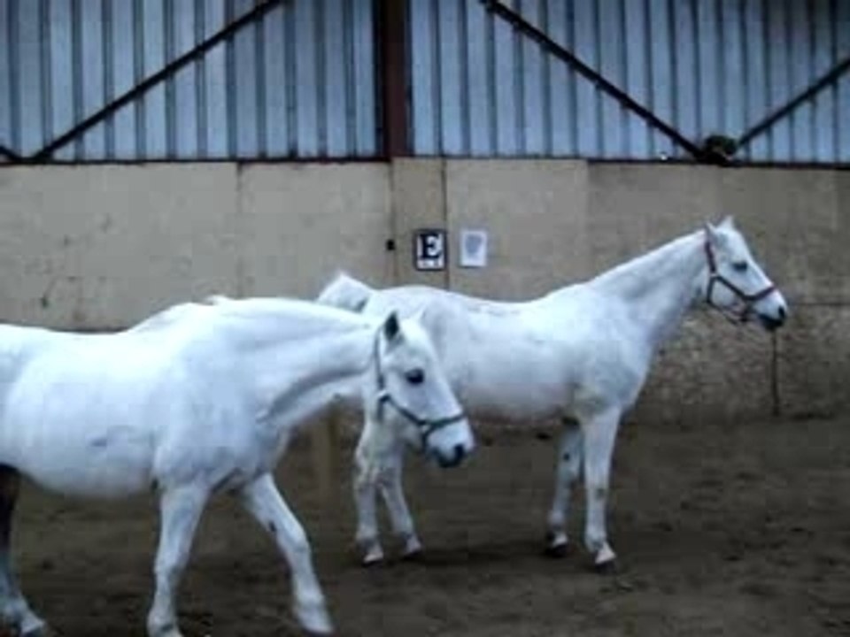 Venu et Basile
