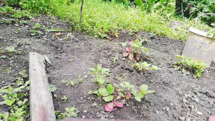 Kwarantanna - plewienie działki