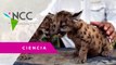 Pandemia y Cuarentena, así bautizaron a dos pumas nacidos en un zoológico de México
