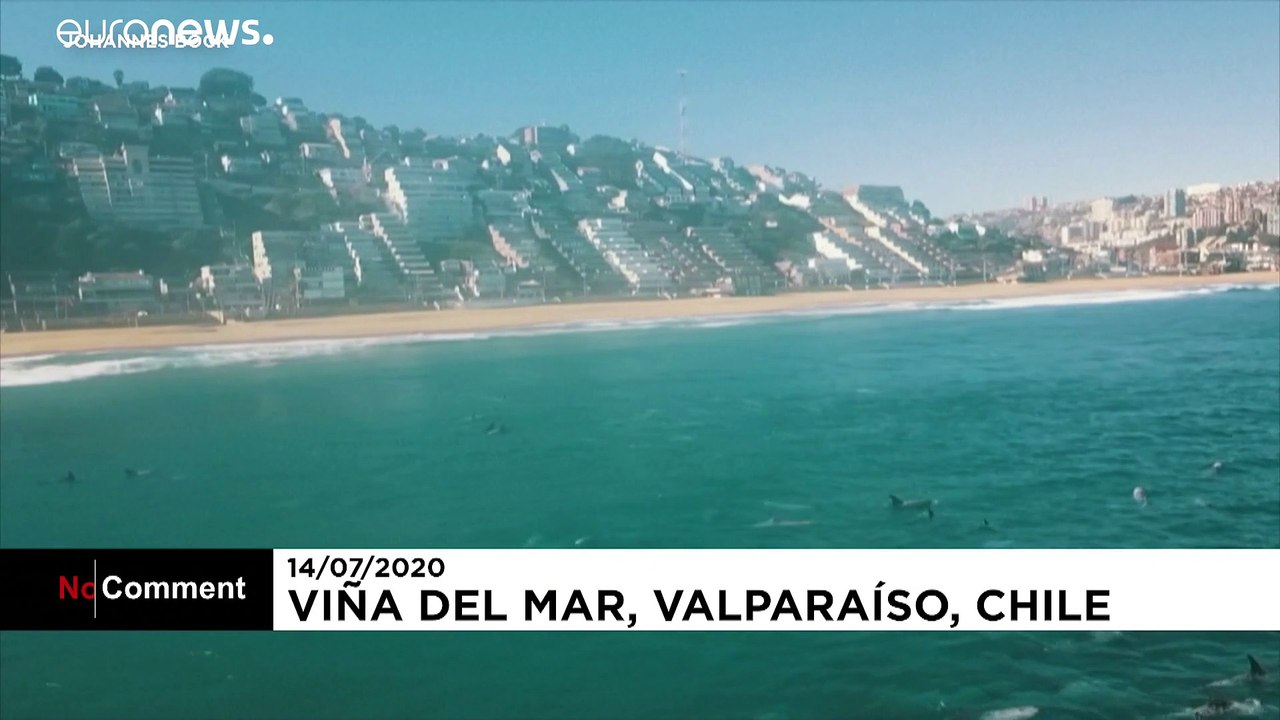 Etwa 100 Delfine am Strand von Valparaiso
