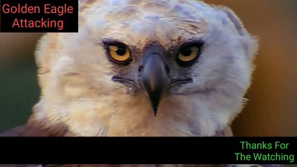 The Best Of Eagle Attacks 2020 - Most Amazing Moments Of Wild Animal Fights| Wild Discovery Animals