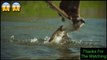 The Best Of Eagle Attacks 2020 - Most Amazing Moments Of Wild Animal Fights|Wild Discovery Animals