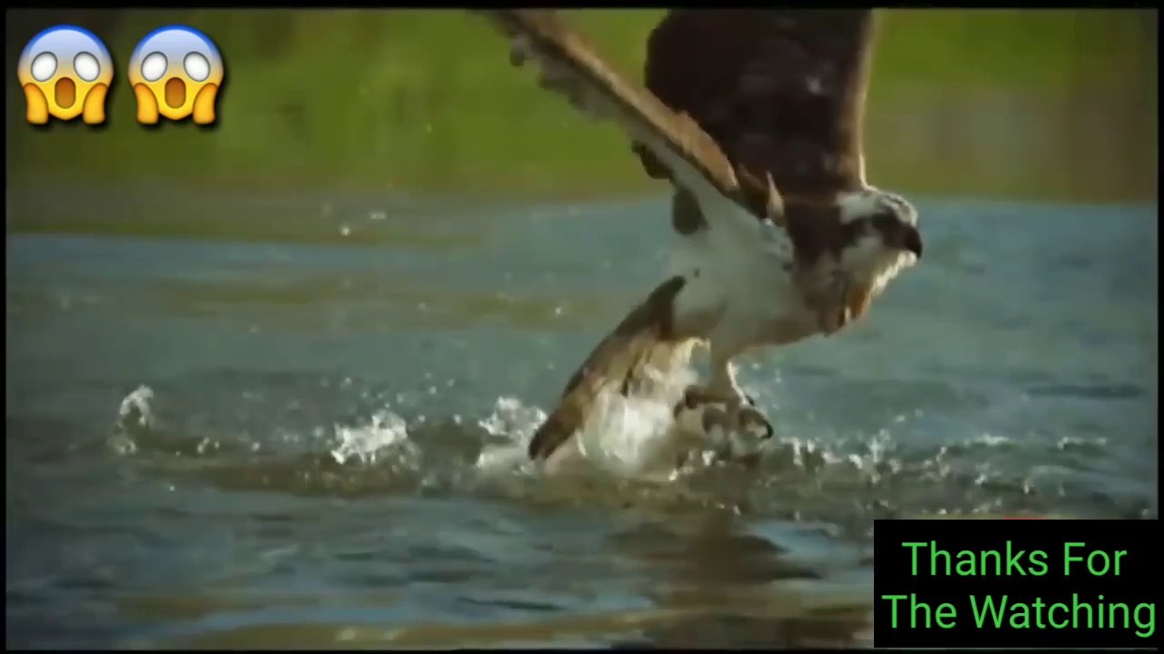 The Best Of Eagle Attacks 2020 - Most Amazing Moments Of Wild Animal Fights|Wild Discovery Animals