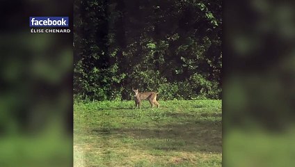 kick out_lynx mont-carmel