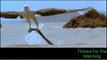 Most Deadly EAGLE Attacks 2020- Most Amazing Moments Of Wild Animal Fights |The Best Of Eagle Attacks 2020- Most Amazing Moments Of Wild Animal Fights Wild Discovery Animals