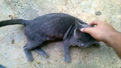 Adorables mascotas [haciendo amistad con Mino