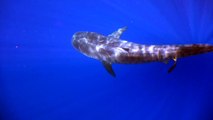 Hungry Tiger Sharks Circle a Whale-Sized Meal