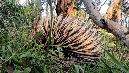 Echidna Close Encounter