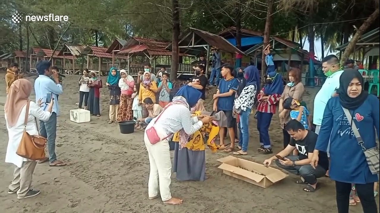 Indonesia residents help release thousands of baby turtles