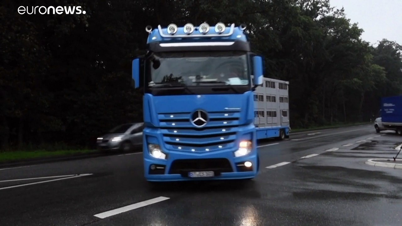 'Schweinesystem' mit 8.000 Schlachtungen: Greenpeace steigt Tönnies aufs Dach