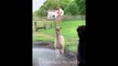 Cute Animals - Cute animals  baby  Compilation  Videos - very Awesome  moment of the animals.5