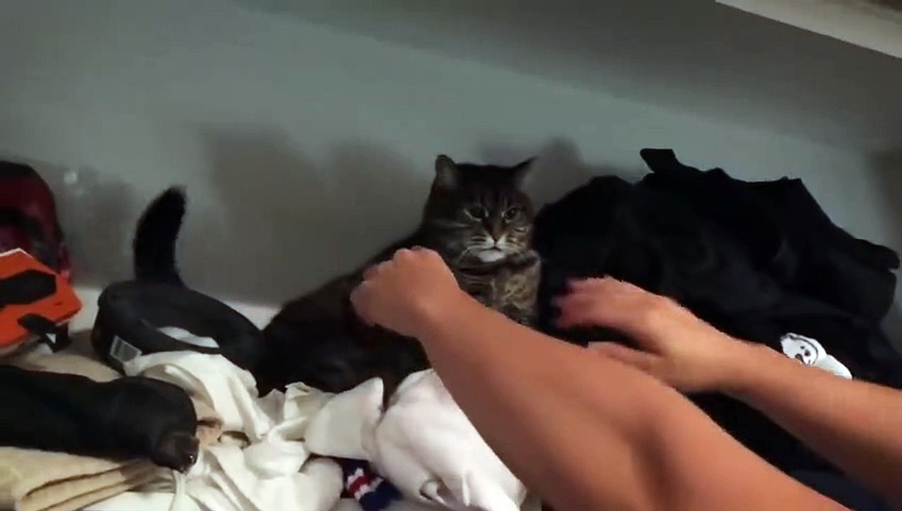 Cute Animals - Cute animals  baby  Compilation  Videos - very Awesome  moment of the animals.3