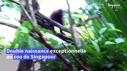 Rare naissance de lémuriens jumeaux au zoo de Singapour