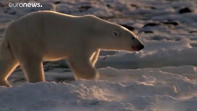 Белые медведи могут исчезнуть к 2100 году