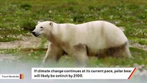 Polar bears could be extinct by 2100