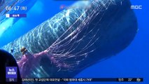 [이슈톡] 이탈리아 바다에서 그물 걸린 향유고래 구조