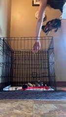 Bumper the Puppy is a Master Escape Artist
