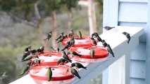 Dinner Time for Swarms of Hummingbirds