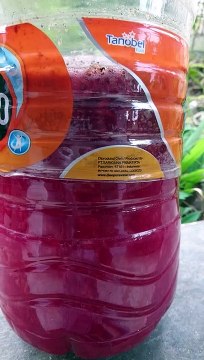 Herb Fermented as probiotic