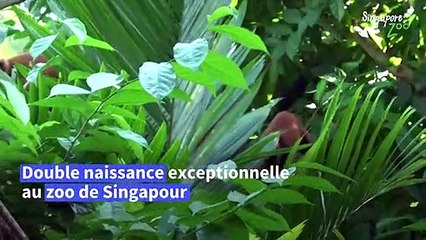 Rare naissance de lémuriens jumeaux au zoo de Singapour