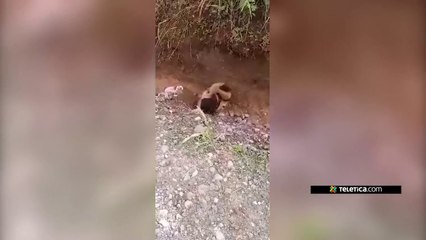 ext-pelea-de-tejones-160720