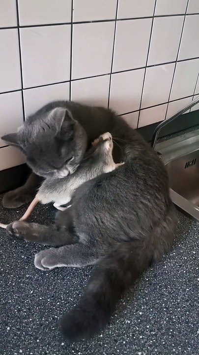 Cat Loves it's Rat