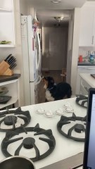 Clever Australian Shepherd Gets Ice from the Fridge