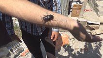 Tokat'ta 'geyik böceği' bulundu