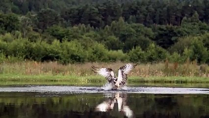 The eagle and the fish are very impressive