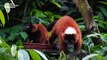 Critically endangered red-ruffed lemur twins born at the Singapore Zoo