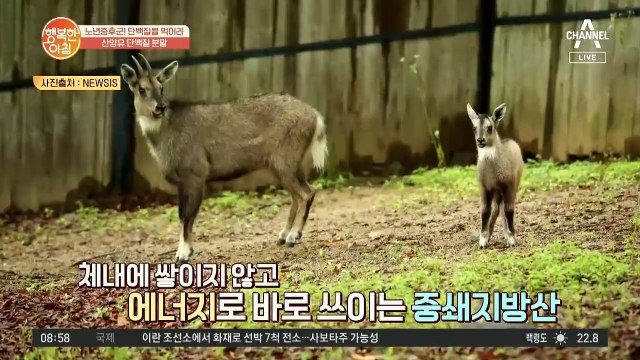 효과 만점! ※산양유 단백질 분말※의 효능은?