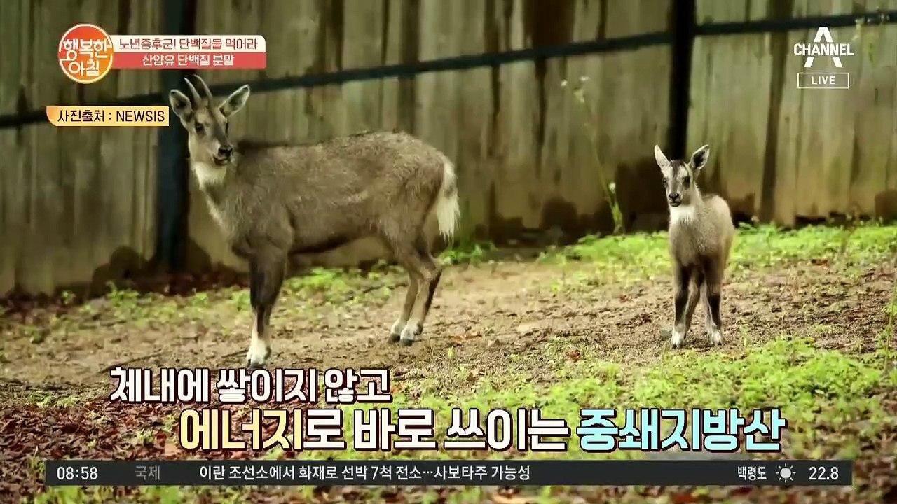 효과 만점! ※산양유 단백질 분말※의 효능은?