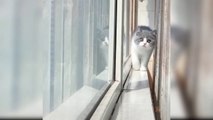 Baby Cats - Cute and Funny Cat Videos Compilation #1  - movie clips onway