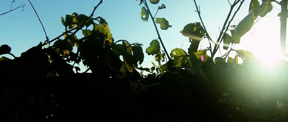 Yuri Marques Filmes | Guilherme e Monique Externa