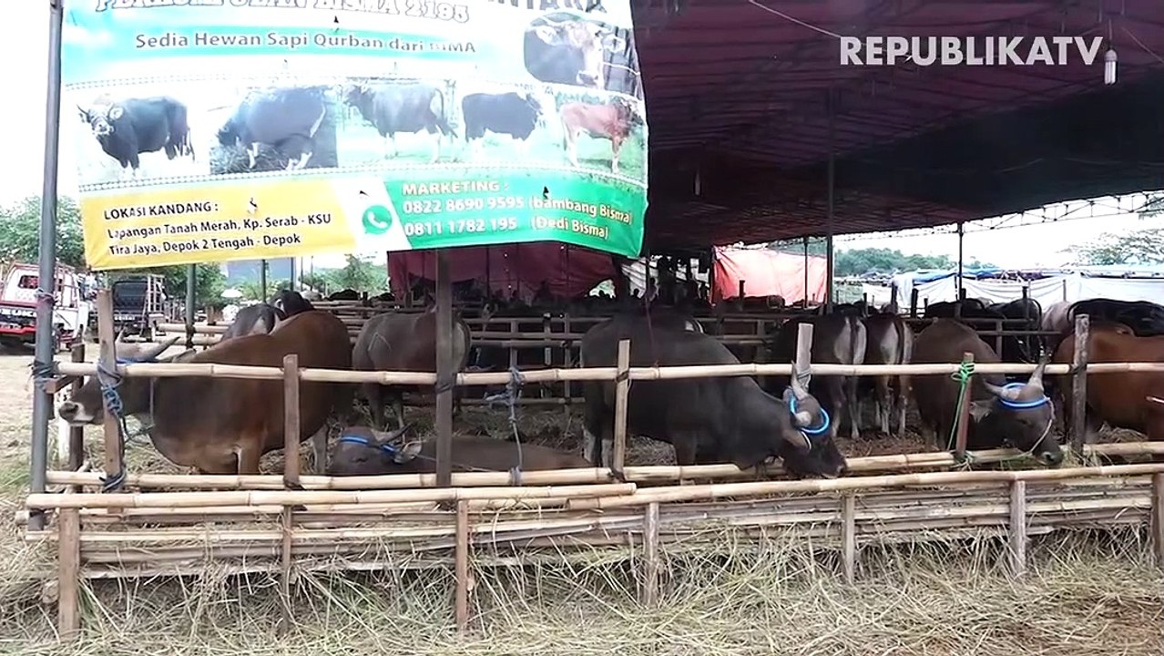 Hewan qurban.