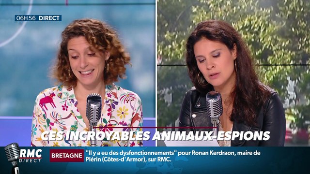 La chronique de Nina Godart : Ces incroyables animaux-espions - 17/07