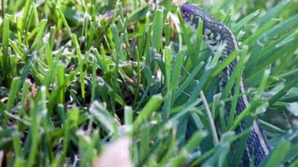 Les animaux les plus dangereux