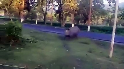 असम में बाढ़ का भयावह मंजर, 40 लाख लोग हुए प्रभावित, 76 जानवर और 97 लोगों की मौत