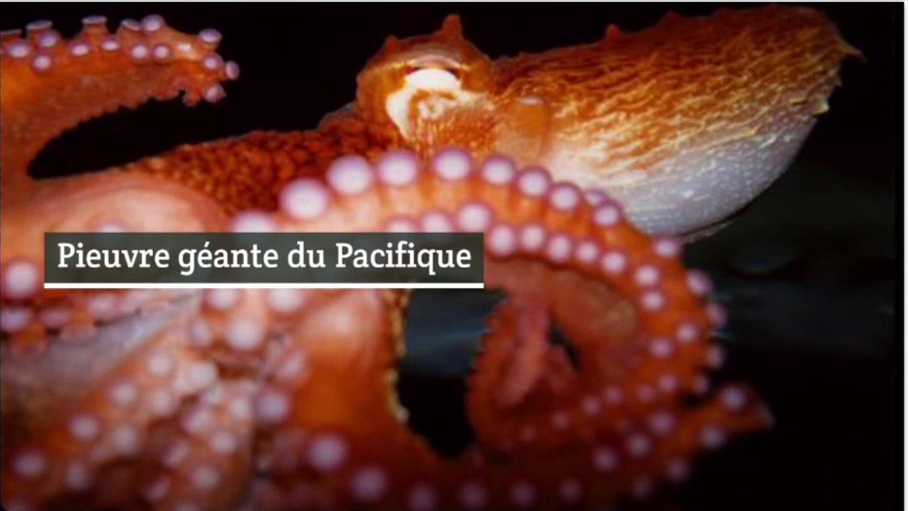 Les plus grands poissons