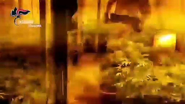 Carabinieri scoprono piantagione di marijuana in bunker a Taurianova (RC)