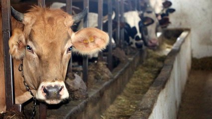 Kurbanlık hayvanlarda `kene´ riski